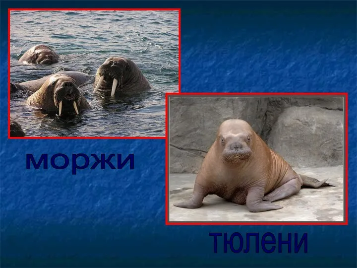 моржи тюлени