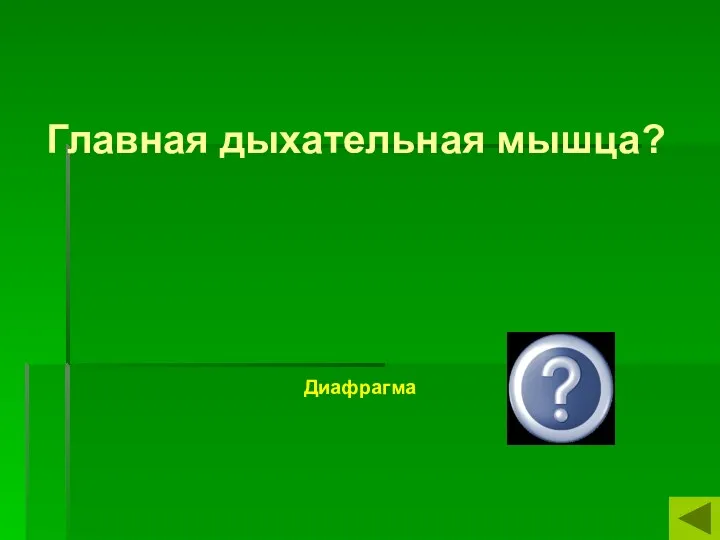 Главная дыхательная мышца? Диафрагма