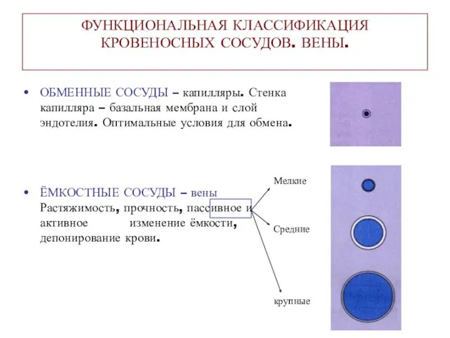 ФУНКЦИОНАЛЬНАЯ КЛАССИФИКАЦИЯ КРОВЕНОСНЫХ СОСУДОВ. ВЕНЫ. ОБМЕННЫЕ СОСУДЫ – капилляры. Стенка