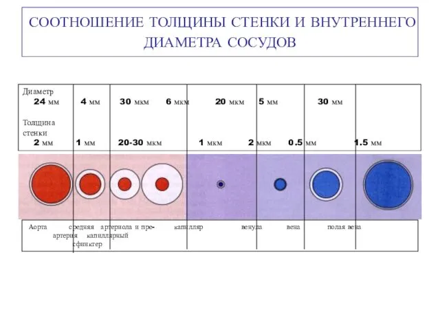 СООТНОШЕНИЕ ТОЛЩИНЫ СТЕНКИ И ВНУТРЕННЕГО ДИАМЕТРА СОСУДОВ Аорта средняя артериола