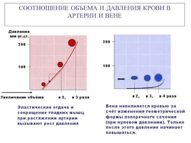 СООТНОШЕНИЕ ОБЪЕМА И ДАВЛЕНИЯ КРОВИ В АРТЕРИИ И ВЕНЕ