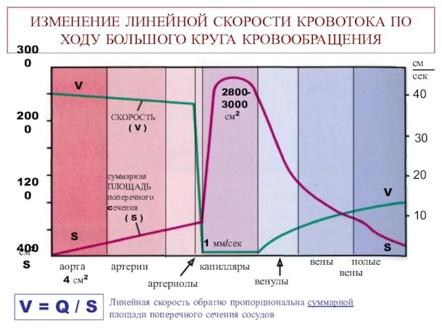 артериолы ИЗМЕНЕНИЕ ЛИНЕЙНОЙ СКОРОСТИ КРОВОТОКА ПО ХОДУ БОЛЬШОГО КРУГА КРОВООБРАЩЕНИЯ