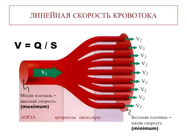 ЛИНЕЙНАЯ СКОРОСТЬ КРОВОТОКА Малая площадь – высокая скорость (maximum) Большая