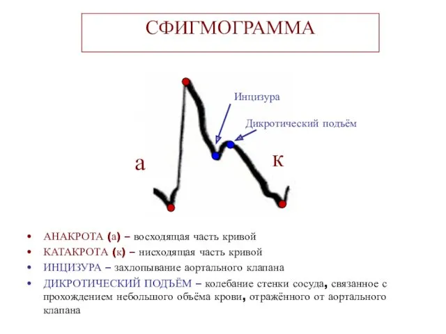 СФИГМОГРАММА АНАКРОТА (а) – восходящая часть кривой КАТАКРОТА (к) –