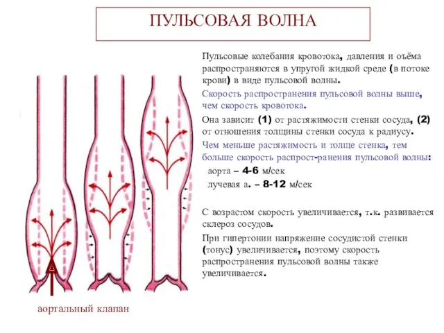 ПУЛЬСОВАЯ ВОЛНА Пульсовые колебания кровотока, давления и оъёма распространяются в