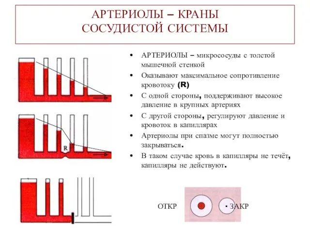 АРТЕРИОЛЫ – КРАНЫ СОСУДИСТОЙ СИСТЕМЫ АРТЕРИОЛЫ – микрососуды с толстой