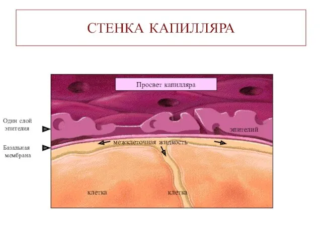 СТЕНКА КАПИЛЛЯРА клетка клетка межклеточная жидкость Просвет капилляра эпителий Один слой эпителия Базальная мембрана