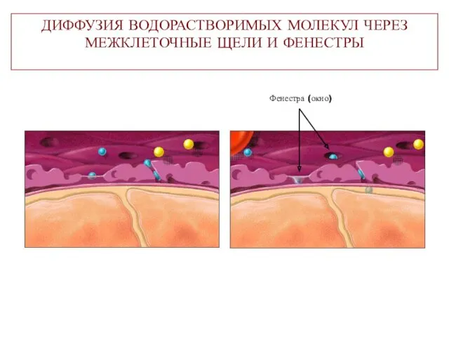 ДИФФУЗИЯ ВОДОРАСТВОРИМЫХ МОЛЕКУЛ ЧЕРЕЗ МЕЖКЛЕТОЧНЫЕ ЩЕЛИ И ФЕНЕСТРЫ Фенестра (окно)