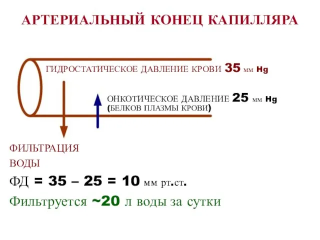 АРТЕРИАЛЬНЫЙ КОНЕЦ КАПИЛЛЯРА ФИЛЬТРАЦИЯ ВОДЫ ФД = 35 – 25