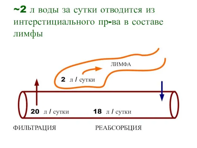 ~2 л воды за сутки отводится из интерстициального пр-ва в