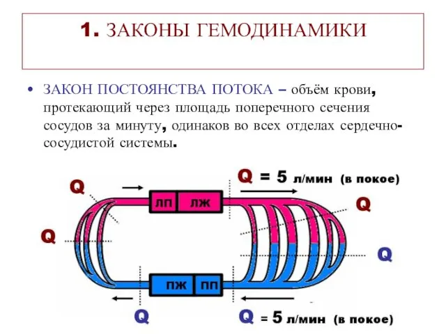 1. ЗАКОНЫ ГЕМОДИНАМИКИ ЗАКОН ПОСТОЯНСТВА ПОТОКА – объём крови, протекающий