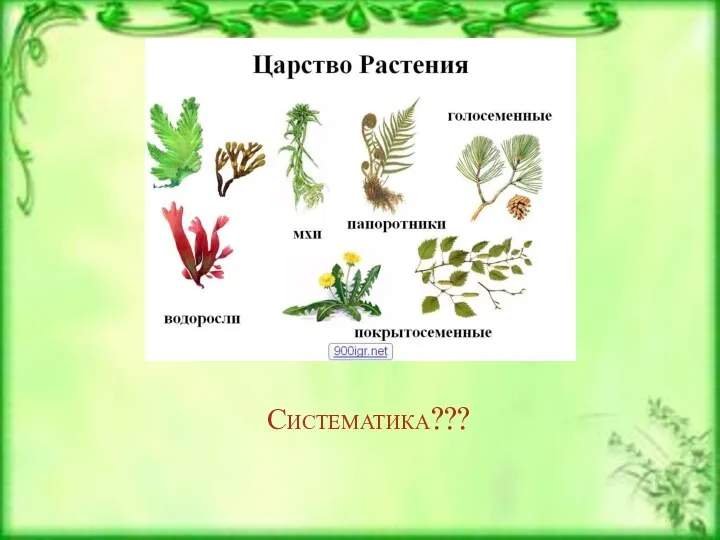 Систематика???