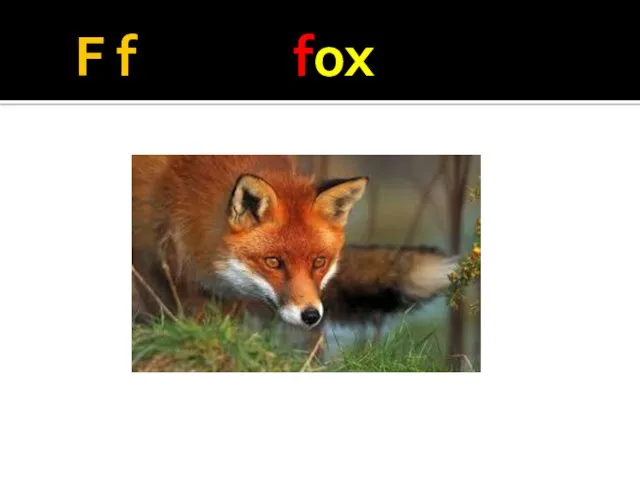 F f fox