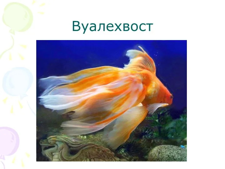 Вуалехвост