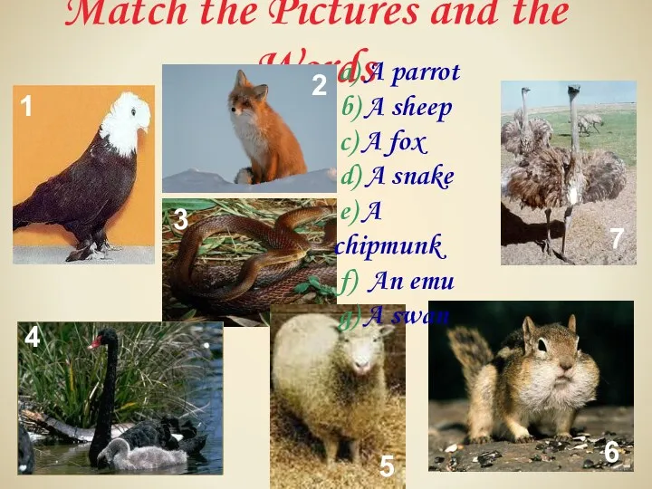 Match the Pictures and the Words a) A parrot b)