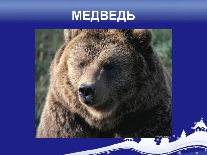 МЕДВЕДЬ