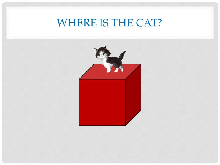 Where is the cat?