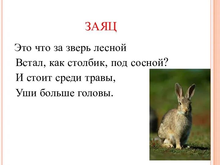 ЗАЯЦ Это что за зверь лесной Встал, как столбик, под сосной? И стоит