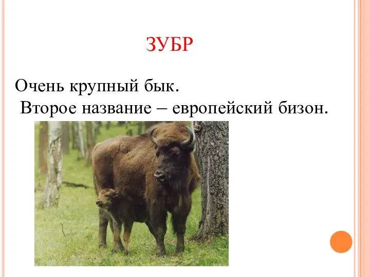 ЗУБР . Очень крупный бык. Второе название – европейский бизон.