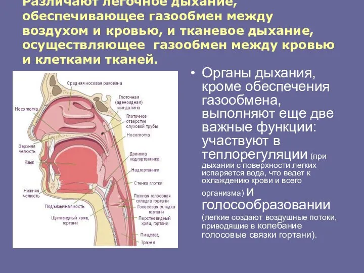 Различают легочное дыхание, обеспечивающее газообмен между воздухом и кровью, и