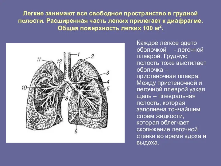 Легкие занимают все свободное пространство в грудной полости. Расширенная часть