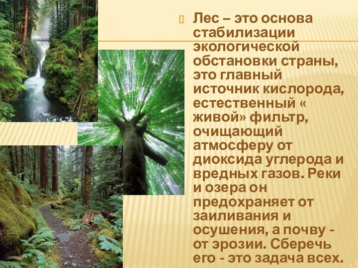 Лес – это основа стабилизации экологической обстановки страны, это главный