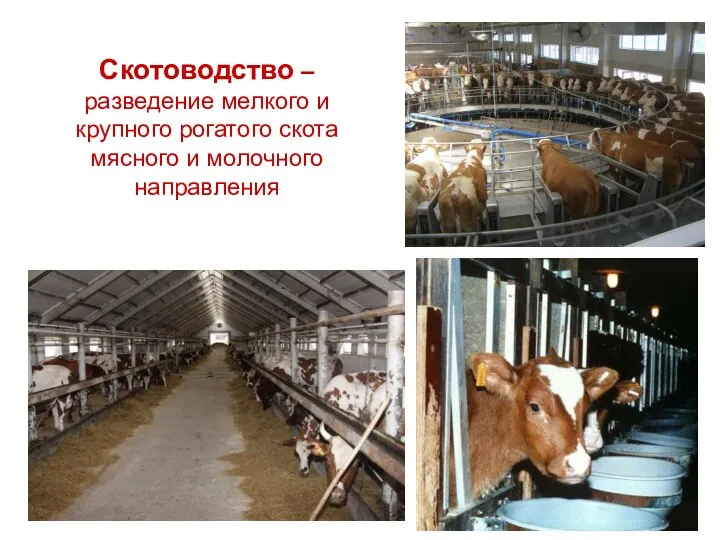 Скотоводство –разведение мелкого и крупного рогатого скота мясного и молочного направления