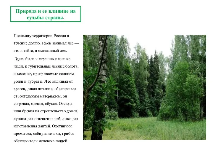 Половину территории России в течение долгих веков занимал лес —