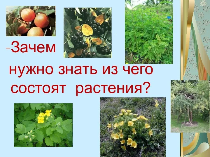 Зачем нужно знать из чего состоят растения?