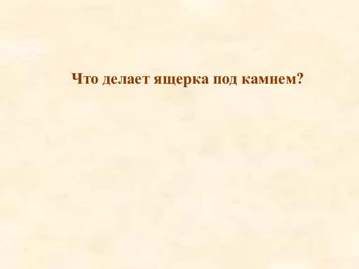 Что делает ящерка под камнем?