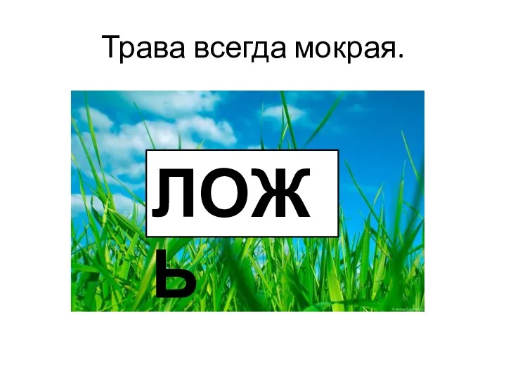 Трава всегда мокрая. ЛОЖЬ