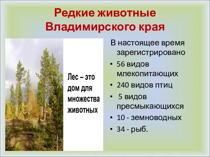 Редкие животные Владимирского края В настоящее время зарегистрировано 56 видов млекопитающих 240 видов