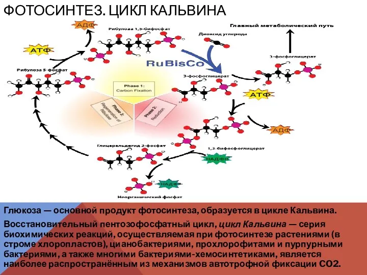 Глюкоза — основной продукт фотосинтеза, образуется в цикле Кальвина. Восстановительный пентозофосфатный цикл, цикл