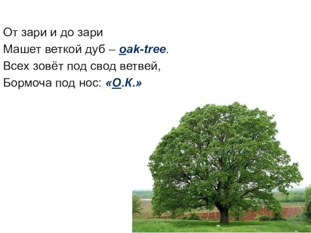 От зари и до зари Машет веткой дуб – oak-tree.