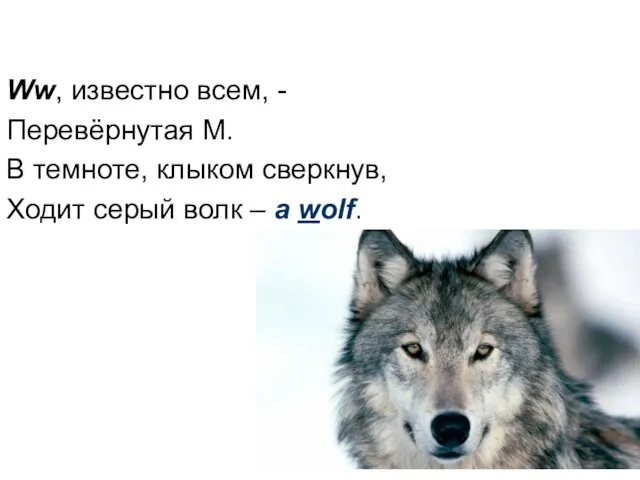 Ww, известно всем, - Перевёрнутая M. В темноте, клыком сверкнув, Ходит серый волк – a wolf.