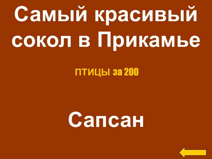 Самый красивый сокол в Прикамье Сапсан ПТИЦЫ за 200