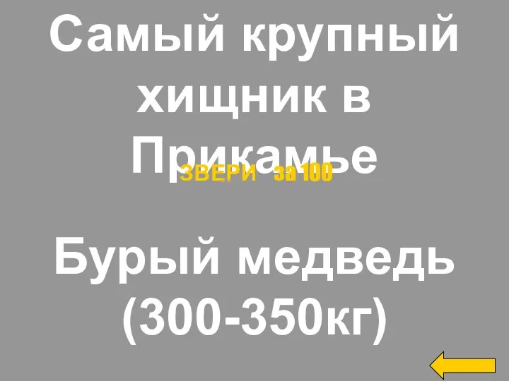 Самый крупный хищник в Прикамье Бурый медведь (300-350кг) ЗВЕРИ за 100