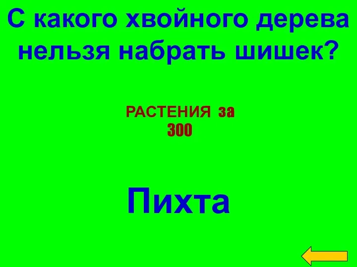 С какого хвойного дерева нельзя набрать шишек? Пихта РАСТЕНИЯ за 300