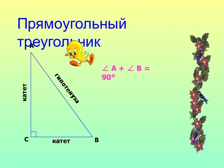 Прямоугольный треугольник ∠ А + ∠ В = 90° гипотенуза катет А С В катет