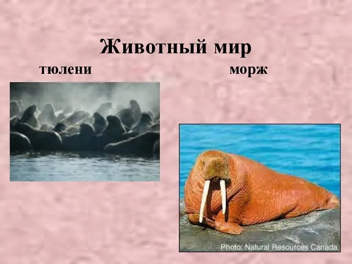 Животный мир тюлени морж