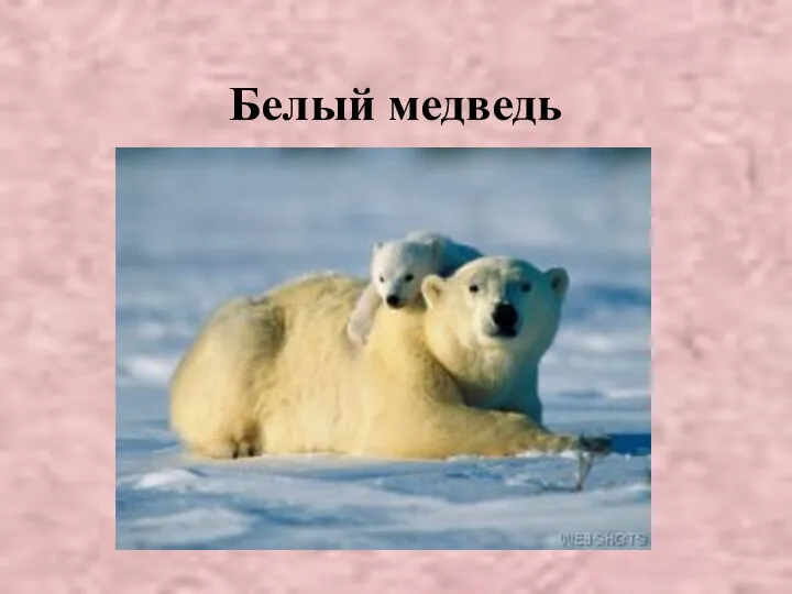 Белый медведь