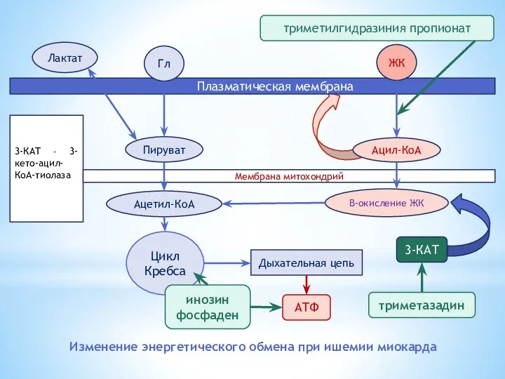 Изменение энергетического обмена при ишемии миокарда Плазматическая мембрана ЖК Ацил-КоА