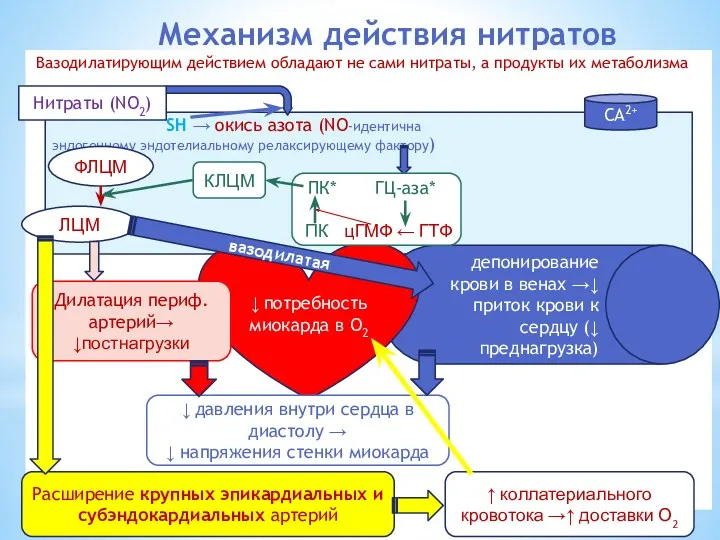 Механизм действия нитратов Вазодилатирующим действием обладают не сами нитраты, а