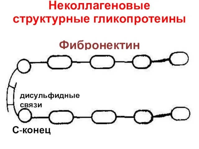 Неколлагеновые структурные гликопротеины Фибронектин С-конец дисульфидные связи
