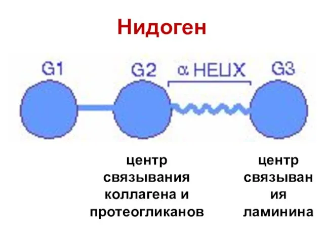 Нидоген центр связывания коллагена и протеогликанов центр связывания ламинина