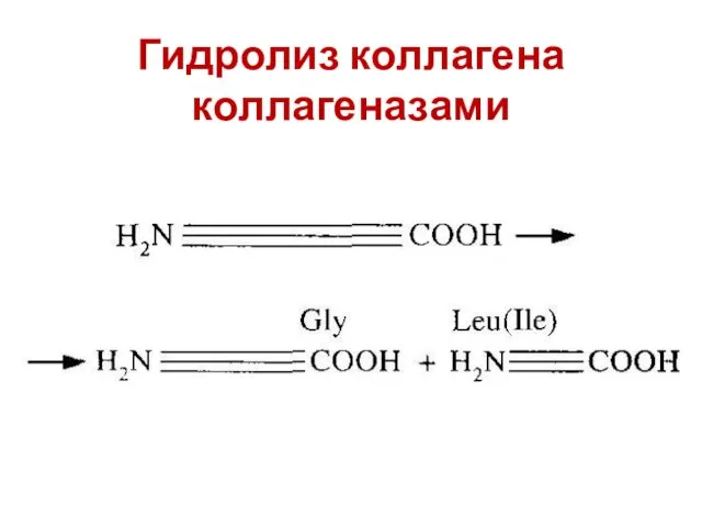 Гидролиз коллагена коллагеназами