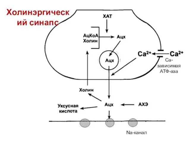 Холинэргический синапс Са-зависимая АТФ-аза Na-канал
