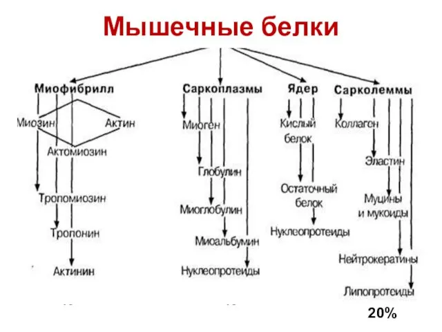 Мышечные белки 20% 45% 35%