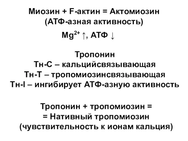 Mg2+ ↑, АТФ ↓ Миозин + F-актин = Актомиозин (АТФ-азная активность) Тропонин +