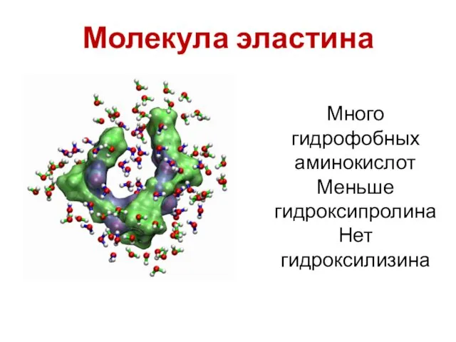 Молекула эластина Много гидрофобных аминокислот Меньше гидроксипролина Нет гидроксилизина